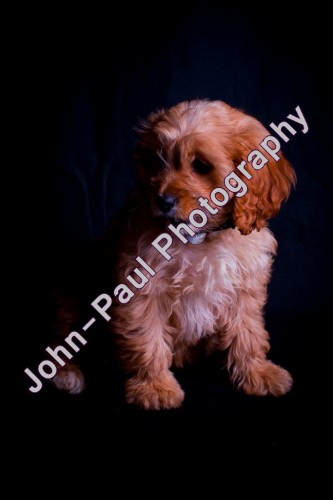 John-Paul Photography - 1000365_54da95e6d266ae.jpg