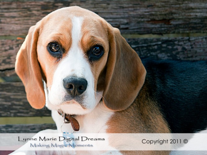 Lynne Marie Digital Dreams